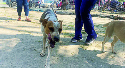 Sigue saturado albergue para mascotas en Nuevo Laredo