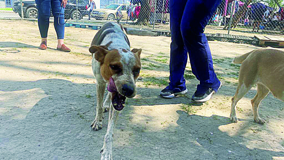 Para evitar abandono hay que adoptar.