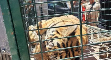 Atrapan a tigre que escapa de casa; ¡socorristas hallan a tres más!