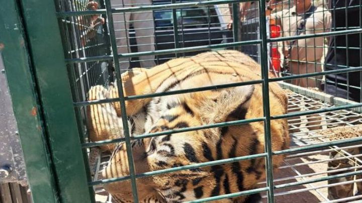 Atrapan a tigre que escapa de casa; ¡socorristas hallan a tres más!