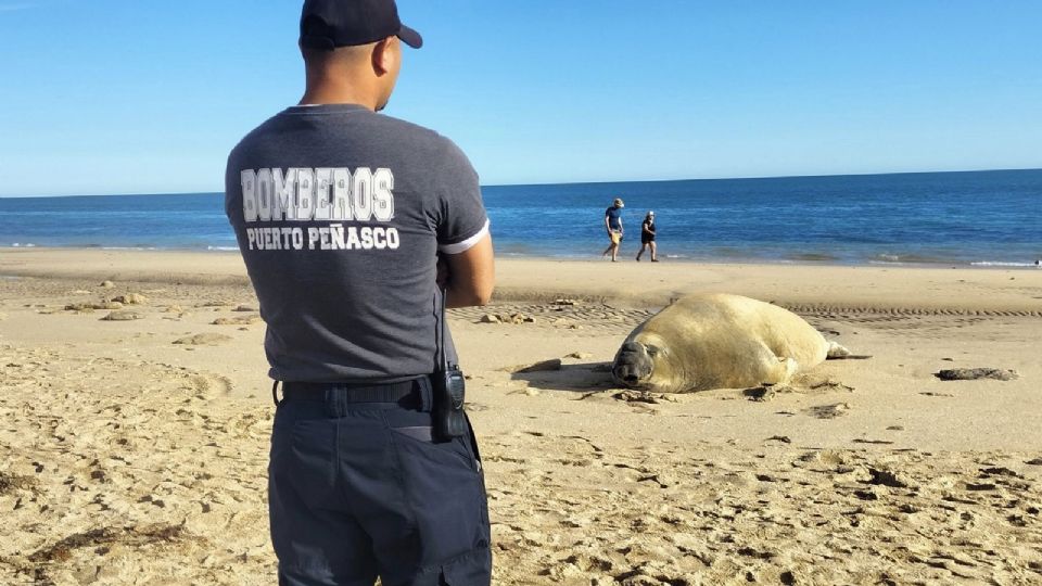 El elefante marino fue custodiado.