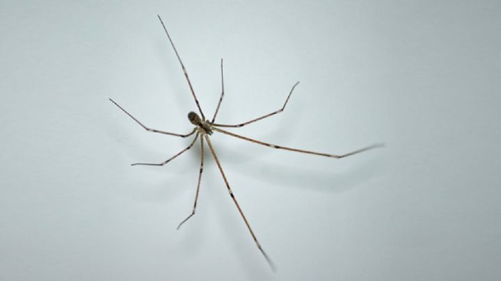 'Adopta' una araña patona; conoce las ventajas de tener una 'mascota' así en casa