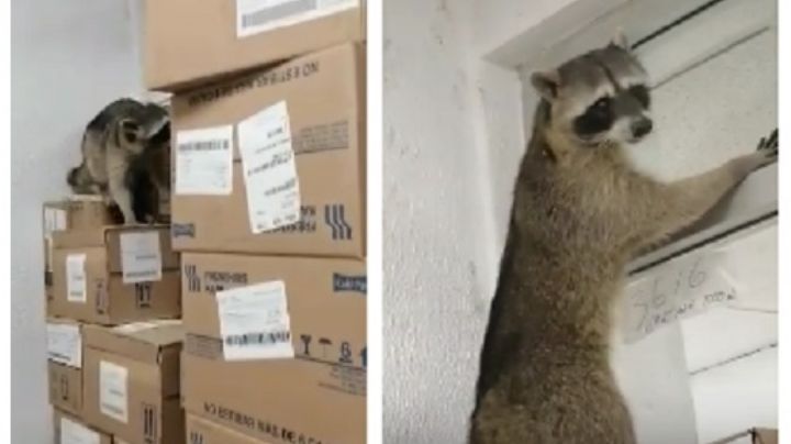 Mapaches invaden el ISSSTE de Tampico; estos 'ladrones' se pasean como en su hogar | VIDEO