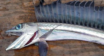 Alertan por peces caníbales varados en playas de Estados Unidos