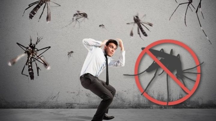 Dile adiós a las moscas y mosquitos con estos repelentes naturales 100% caseros