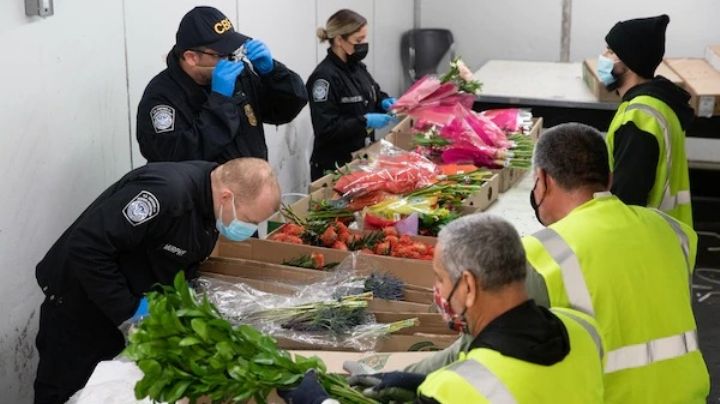 Laredo: este 14 de mayo solo algunas flores podrán cruzar a EU; cuidado, hay multas