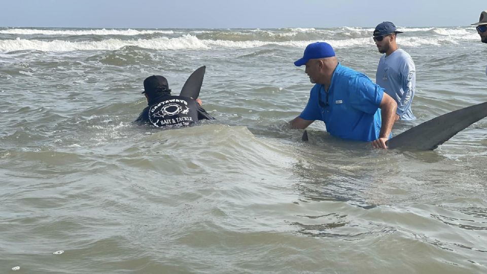 Capturaron un enorme tiburón en la Isla del Padre