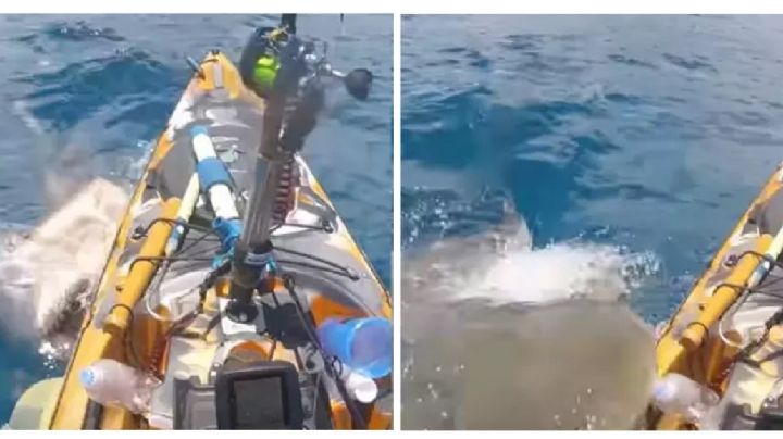Captan el brutal ataque de un tiburón a un pescador | VIDEO