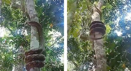 Descomunal anaconda trepa árboles con velocidad asombrosa | VIDEO