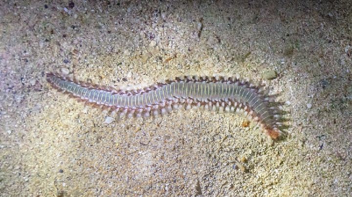 Aparecen terroríficos gusanos en playas de Texas; ¿son peligrosos?