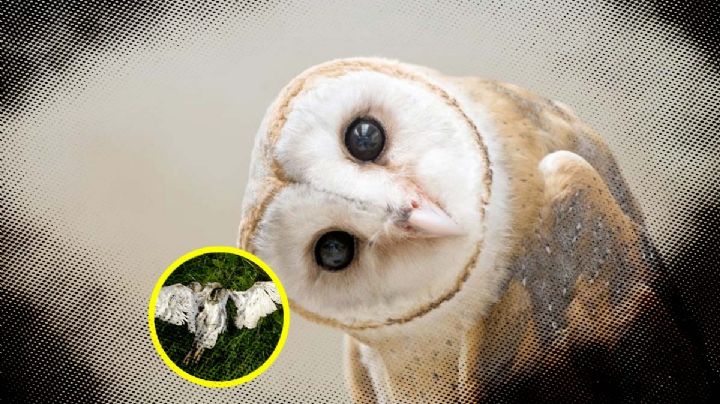 Lechuza, una increíble criatura nocturna llena de leyendas | FOTOS