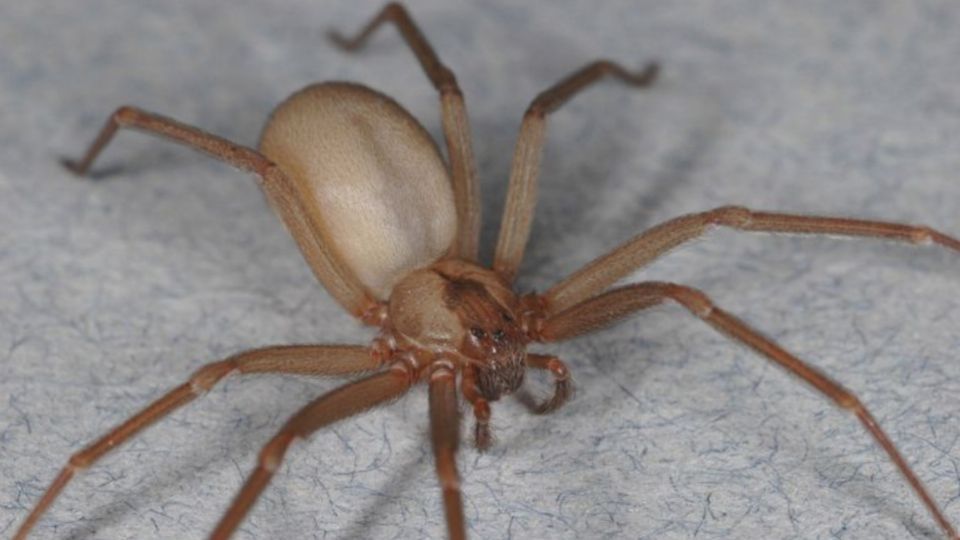 La araña violinista se puede encontrar en temporada de calor.