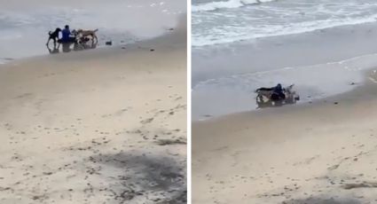 Jauría de perros ataca a hombre en playa de Tijuana | VIDEO