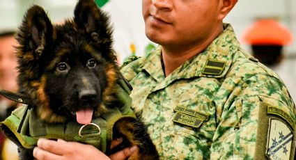 Cachorro turco llega a México; es recibido con honores por militares
