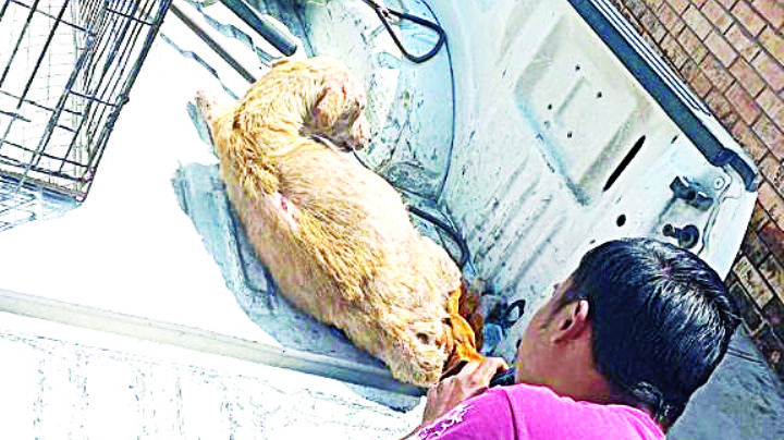 Realizan en Comusa más de 400 rescates de mascotas