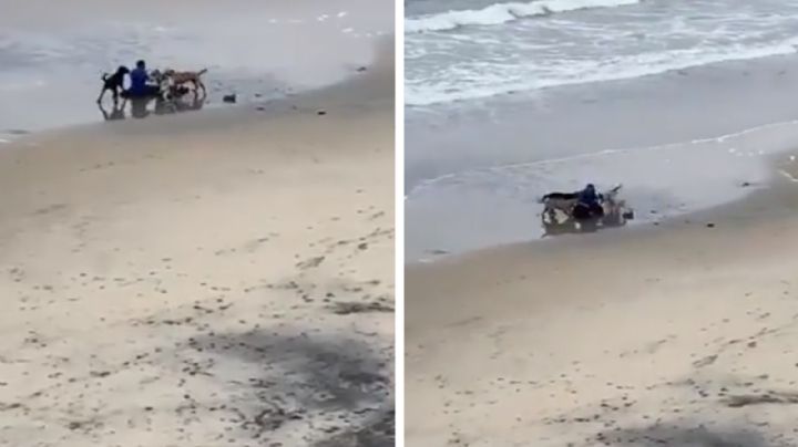 Jauría de perros ataca a hombre en playa de Tijuana | VIDEO