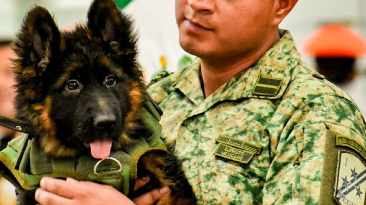 Cachorro turco llega a México; es recibido con honores por militares
