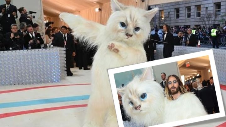 Met Gala 2023: perrito se lleva tremendo susto al ver a Jared Leto vestido de gato | VIDEO
