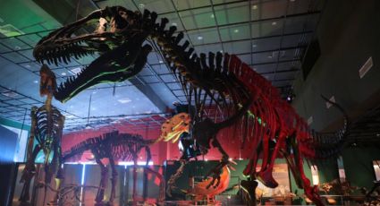 Museo de Historia Natural de Nuevo Laredo, un recorrido por el tiempo