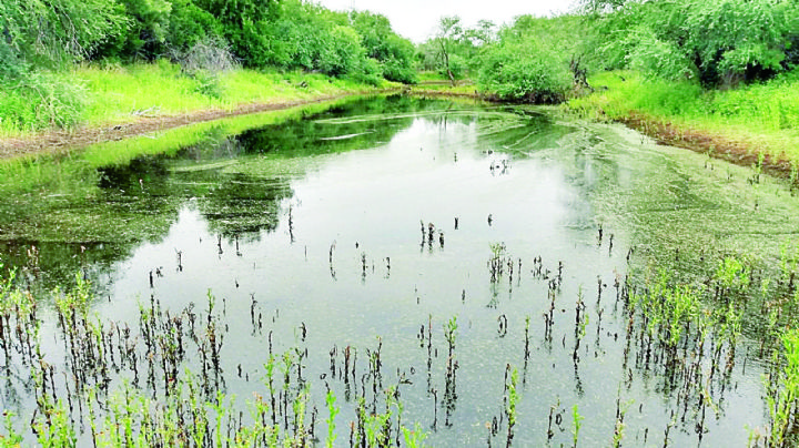 Ranchos reverdecen; no hay sequía severa