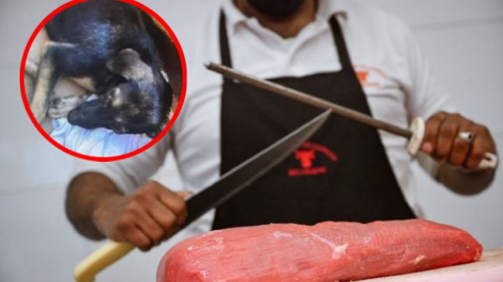 Carnicero lastima a perrito de la calle; le cortó la pata con un cuchillo