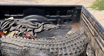 Capturan y dan muerte a un enorme cocodrilo en el río Bravo