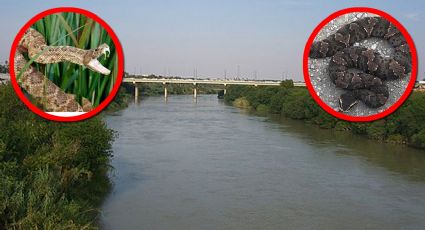Víboras peligrosas que viven en el margen del río Bravo