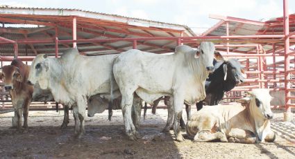 Sube 15 por ciento exportación de ganado en Nuevo Laredo a Estados Unidos