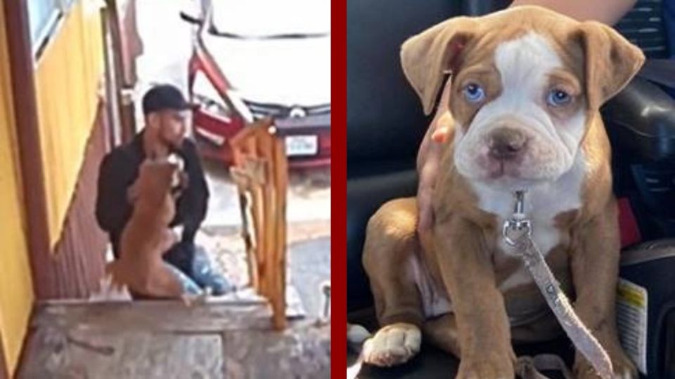 El hombre de la foto se robó un cachorro Pitbull