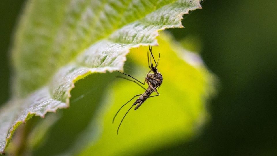 Los mosquitos evitan algunas plantas.