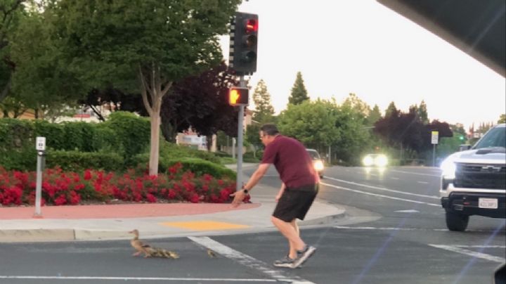 Muere hombre atropellado; ayudaba a patitos a cruzar la calle