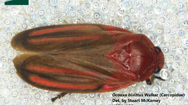 Detectan en Puente Internacional insecto que ataca árboles | FOTO