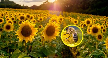 En México siembran miles de girasoles para salvar a las abejas