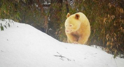 Oso panda albino único en el mundo es grabado en reserva natural | VIDEO