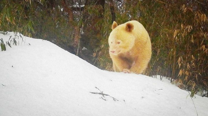 Oso panda albino único en el mundo es grabado en reserva natural | VIDEO