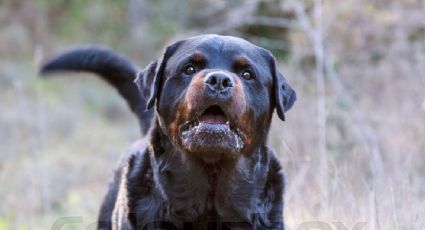 Perros rottweiler escapan de quinta, invaden otra ¡y matan a siete ponys!