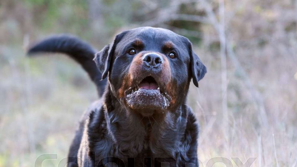 Los tres perros mataron a siete ponys.