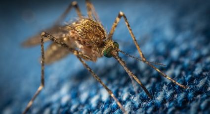 Repelente contra mosquitos: los mejores remedios caseros para ahuyentarlos
