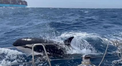 Las orcas están 'organizadas'; atacan sistemáticamente a barcos