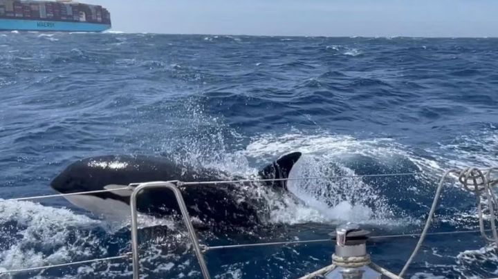 Las orcas están 'organizadas'; atacan sistemáticamente a barcos