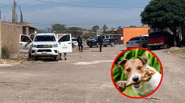 Perro 'pasea' brazo humano en calles de Durango