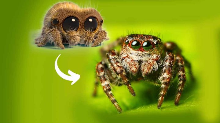 La tierna araña lucas puede vivir en tu jardín, no la mates | FOTOS