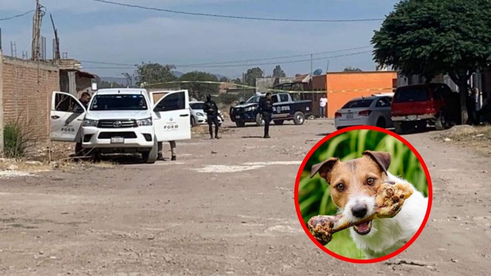 Un macabro espectáculo fue presenciado por vecinos en la zona al ver a un perro con un miembro humano en el hocico