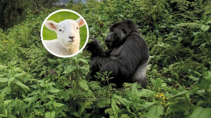 Gorila en Hidalgo: encuentran animales muertos, sospechan de primate