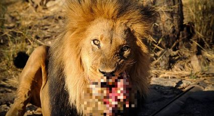 Niño de 6 años muere masacrado por un león de zoológico; sus padres no le pusieron atención