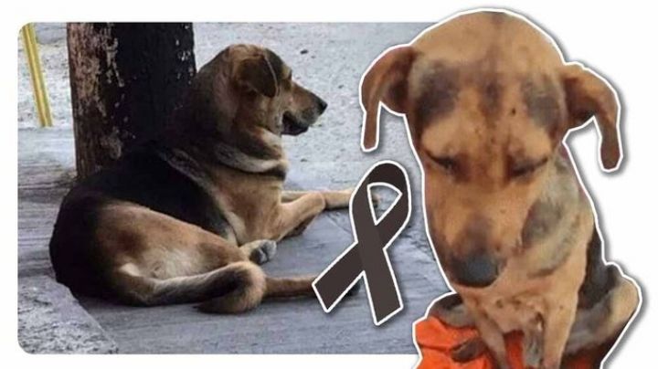 VIDEO | Stich, 'lomito' golpeado salvajemente; solamente se había robado un pan