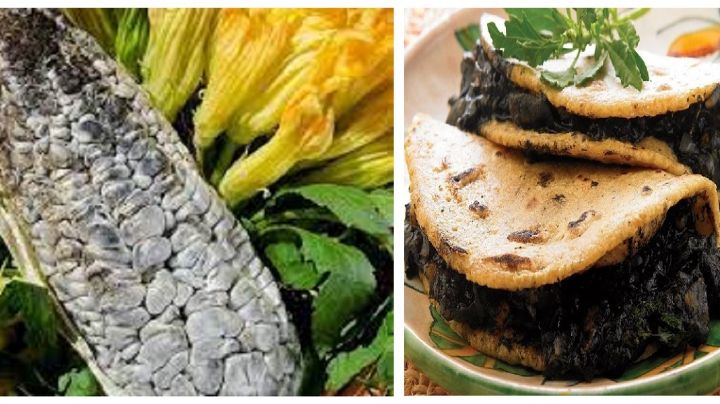 Huitlacoche, el hongo parásito; ¿es seguro comerlo?