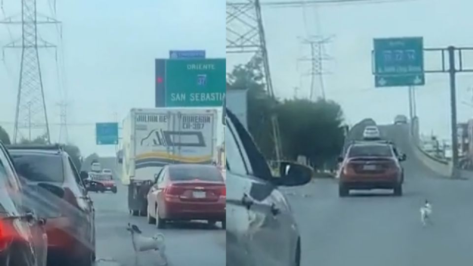 El perrito queda abandonado en la vía