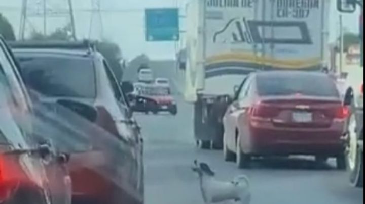 Esto es lo que ocurrió con el perrito abandonado por familia en avenida