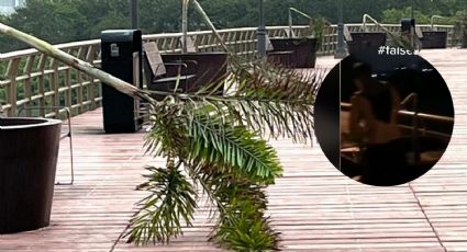 Jóvenes destruyen palmeras del puente de La Laguna del Carpintero y lo graban